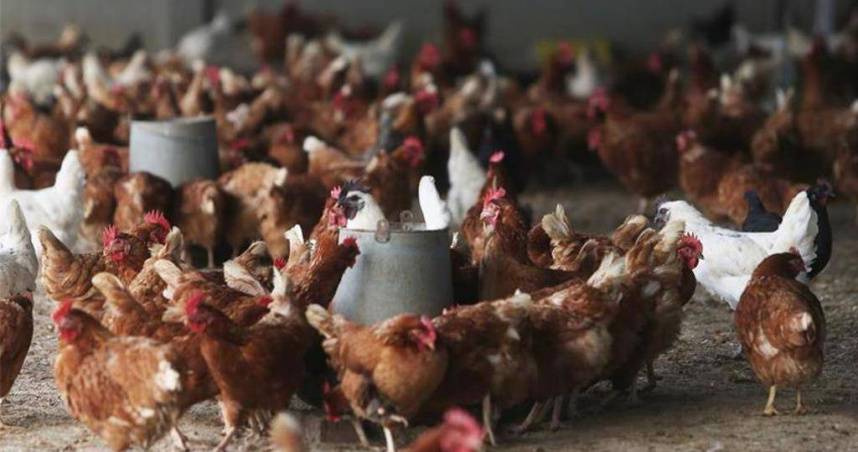 新潟縣自7月以來連續遭遇破紀錄的酷暑，5500隻蛋雞因高溫死亡。（示意圖／報系資料照）