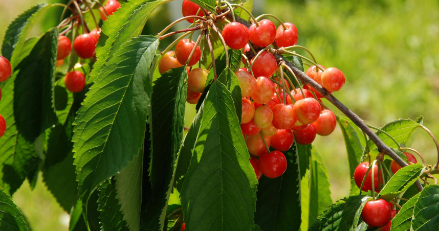 川普政府時期的農業政策、移民制度與貿易戰後遺症，讓櫻桃重鎮陷入生存危機。（示意圖／翻攝Pexels）