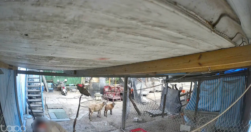 彰化秀水鄉驚爆毒羊事件，120隻羊隻疑遭地主下毒大量暴斃。（圖／翻攝畫面）