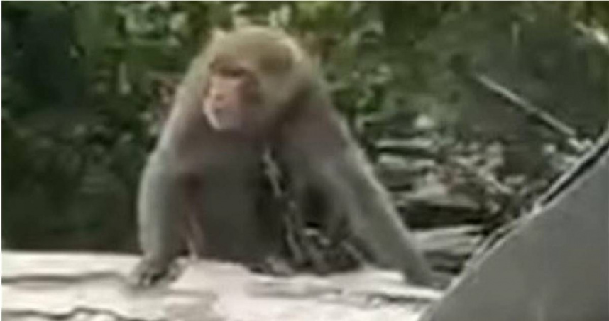 疑被私養的台灣獼猴脖子上套著頸圈，並以鐵鍊固定行動。（民眾提供／蕭嘉蕙台東傳真）