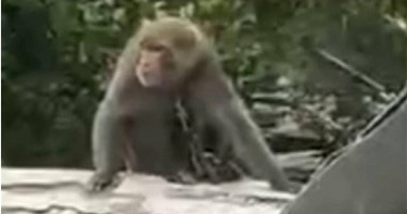 疑被私養的台灣獼猴脖子上套著頸圈，並以鐵鍊固定行動。（民眾提供／蕭嘉蕙台東傳真）