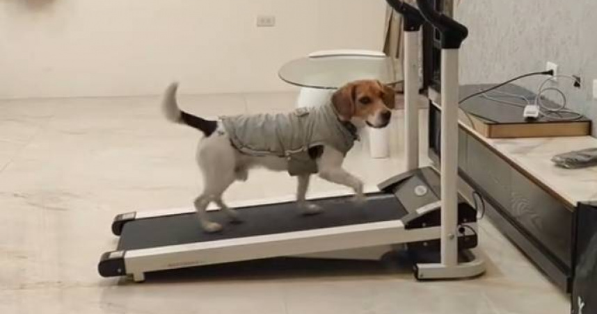 搜救犬自律跑跑步機。（圖／翻攝自Threads＠tdda_cd24）