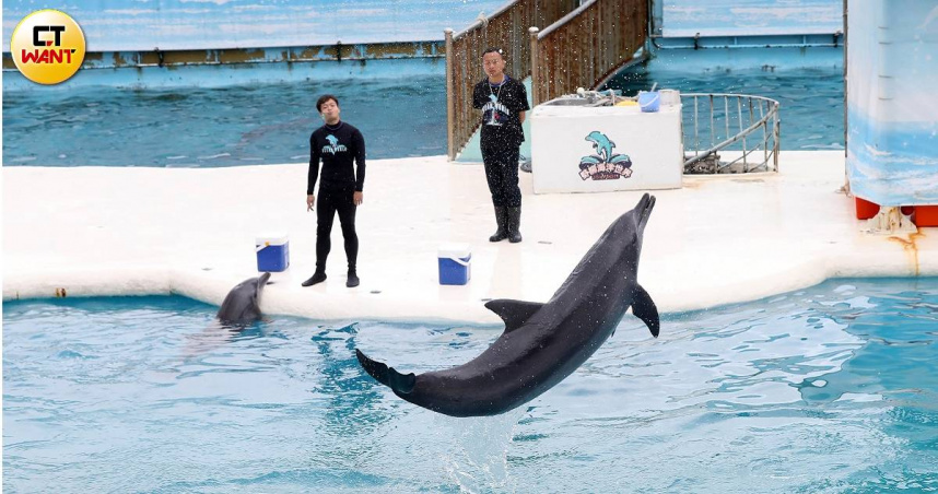 野柳海洋世界長年以海豚表演為賣點，私下卻數度非法繁殖，政府不痛不癢的罰則更讓園方越發肆無忌憚。（圖／方萬民攝）