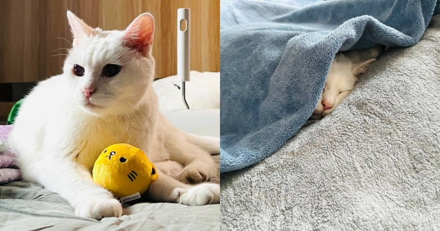 白吉過世，主人吉媽崩潰。（圖／翻攝臉書／我是白吉）