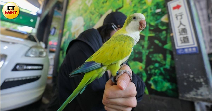 不少人家中養了各式寵物，對動保意識也逐漸提高，各界無不希望台灣能成為毛孩天堂。圖為一隻失而復得的寵物鳥。（圖／CTWant攝影組）