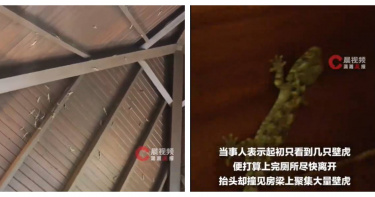 海南三亞亞龍灣熱帶天堂森林公園一間公廁屋頂聚集大量壁虎,讓女遊客抬頭瞬間看傻。(圖/翻攝自晨視頻)