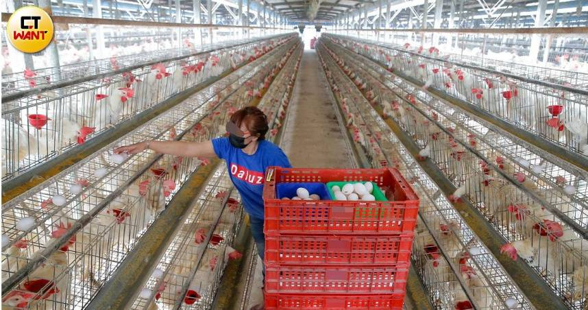 國內雞蛋本週每台斤調漲3元，批發價來到49元，創近2年新高。（圖／黃耀徵攝）