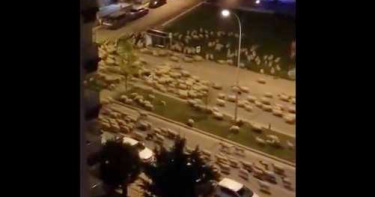 「數百隻羊咩咩」突襲霸佔街道!悠哉啃草 密麻畫面看傻:欸!社交距離