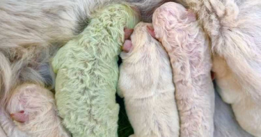 白色牧羊犬產下「淡綠色狗寶寶」嚇壞農夫!罕見現象2原因曝光