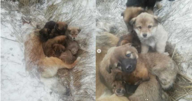 「用體溫護7兒」…狗媽媽躺雪地凍死 她淚崩:寶寶安然無恙