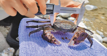 砂卡礑溪流生態豐富，生態保育志工記錄台灣扁絨螯雄蟹頭胸甲尺寸。（圖／太魯閣國家公園提供／中國時報王志偉花蓮傳真）