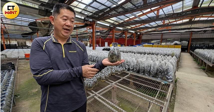 世寶農場老闆彭成權介紹新式的金線連栽種方式,先在瓶中育苗,之後移植到塑膠袋中,每株金線連在各自的小溫室中成長,不易感染病蟲害,當然也不必使用農藥。(圖/甯其遠攝)