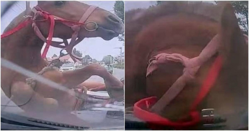 大陸山東省發生奇葩車禍，一名女子近日在路上開車時，突遭「一匹馬」衝撞，導致車子的擋風玻璃碎裂，肇事馬兒也因此受傷，沒想到她竟遭馬主人要求賠償。（圖／擷取自微博）