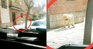 就是要出門!西班牙男偽裝「一隻狗」街上趴趴走…路人看傻眼