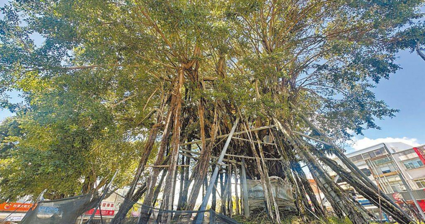 台東市三角公園逾60年老榕樹「天空樹」5年來挺過3次颱風，展現堅韌生命力。（圖／中國時報蔡旻妤攝）
