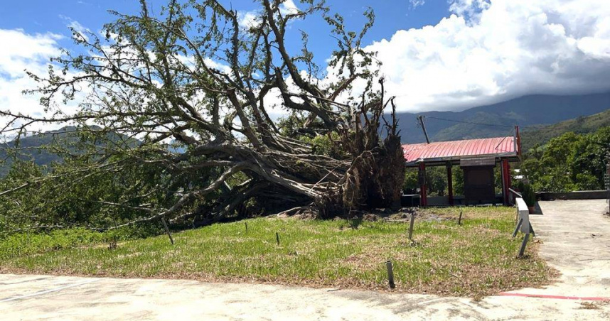 台東縣鹿野鄉「五十戶土地公廟榕樹」不敵楊柳颱風強風吹襲，轟然倒下。（圖／中國時報蕭嘉蕙攝）