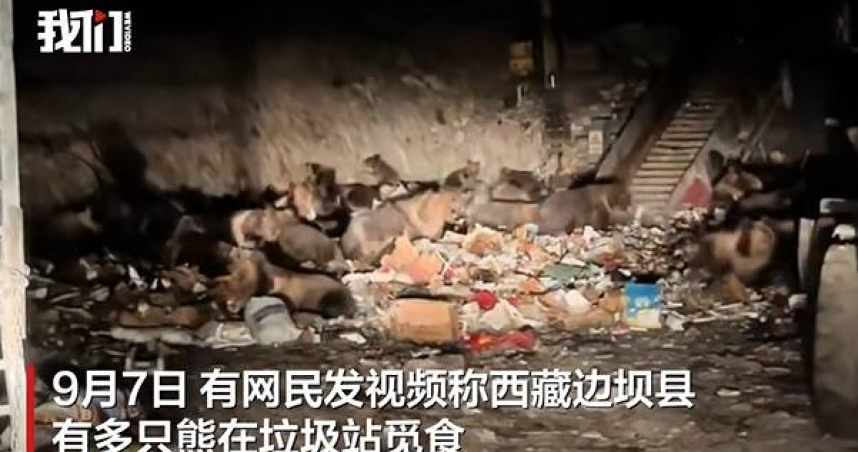西藏邊壩縣一處垃圾站驚見30多隻藏馬熊集體覓食，場面震撼。（圖／翻攝自新京報）