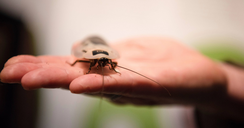 接吻蟲外觀類似蟑螂與椿象，常躲藏於木堆、石縫與牆壁裂縫中，夜間吸血後排泄帶有寄生蟲的糞便。（圖／達志／美聯社）