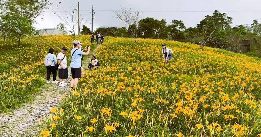 太麻里金針山花海綻放，遊客沿著山徑漫步，欣賞金黃花毯。（圖／翻攝畫面）