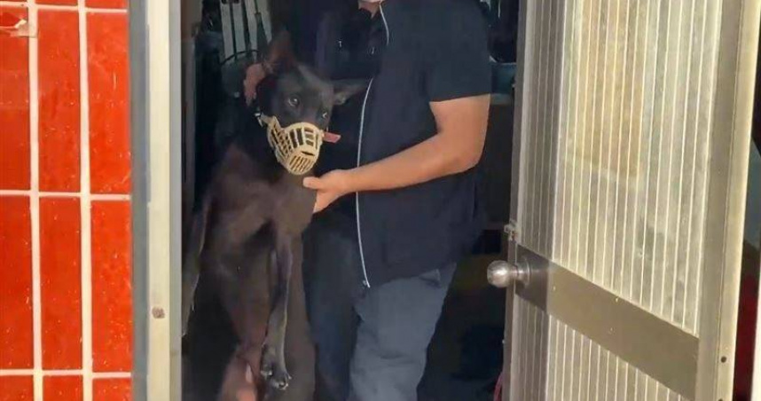 嘉義惡犬29日晚間攻擊1歲男童，導致男童臉部嚴重撕裂傷，狗兒則於31日下午遭沒入。（圖／翻攝畫面）