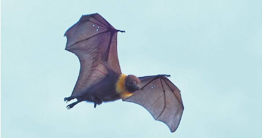 台灣狐蝠在花蓮市區上空飛過。（圖／林保署花蓮分署提供）