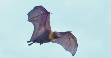 台灣狐蝠在花蓮市區上空飛過。（圖／林保署花蓮分署提供）