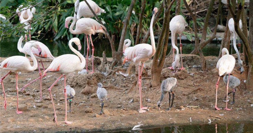 台北市立動物園鳥園水禽區今年迎接6隻大紅鶴寶寶，牠們不熟練地整理羽毛或探索地上新東西，模樣萌翻保育員。（圖／台北市立動物園提供）