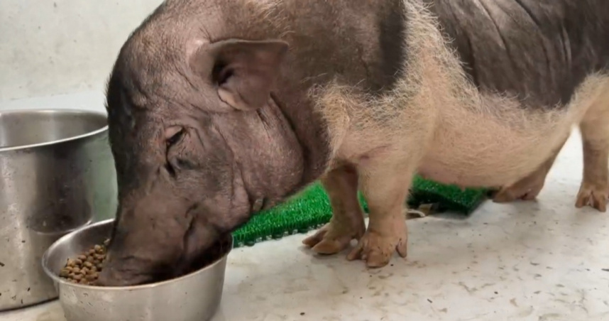 民眾日前在基隆產業道路上，看到了一隻麝香豬，趕緊通報動保所帶回。（圖／東森新聞）