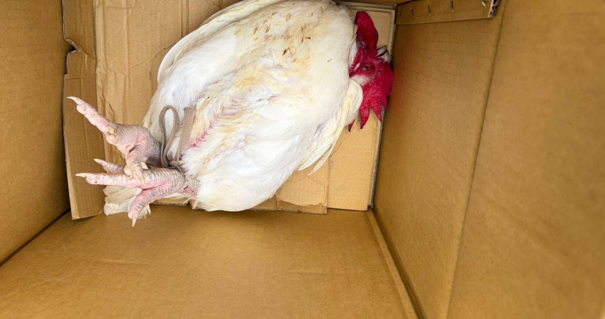 綁死雙腿還脫褲放尿！除穢押煞「神鳥」遭丟養雞場　雲林男下場慘了