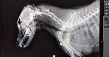 帶狗出門尋雞 愛犬遭陌生人開槍擊穿心肺死亡