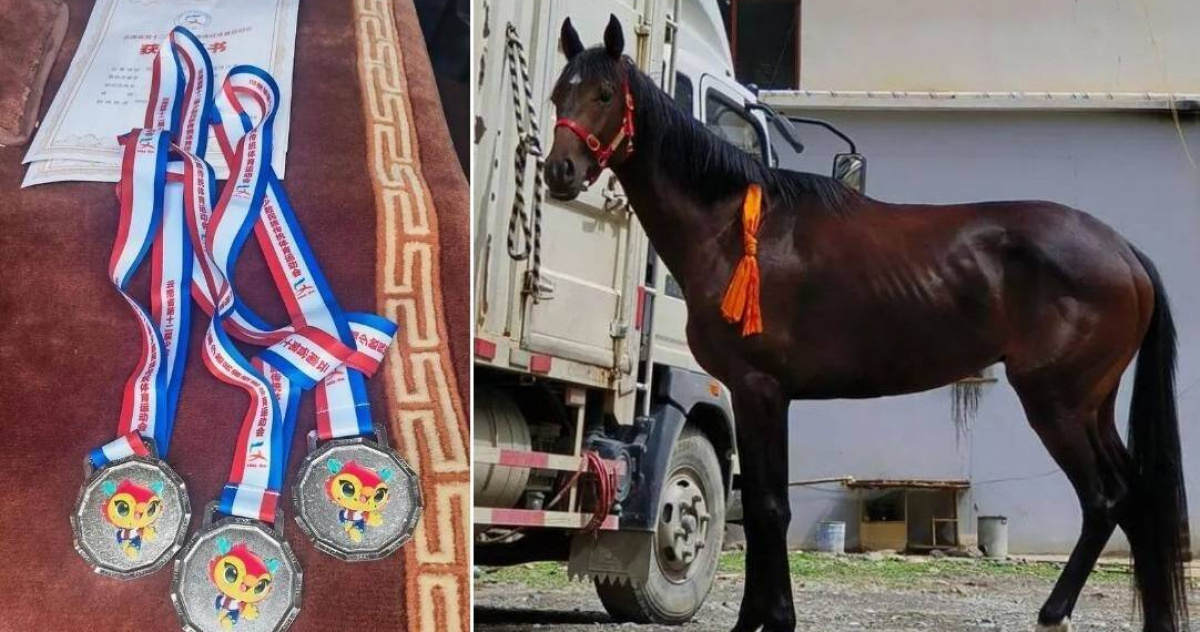 純血馬身價125萬元不到10分鐘竟走失3歲愛駒剛獲得3項二等獎 國際 Ctwant 純血馬身價125萬元不到10分鐘竟走失3歲愛駒剛獲得3項二等獎 國際 Ctwant