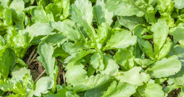 盛產於冬季的茼蒿，不僅口感特殊，還具有高營養價值。（示意圖／達志）