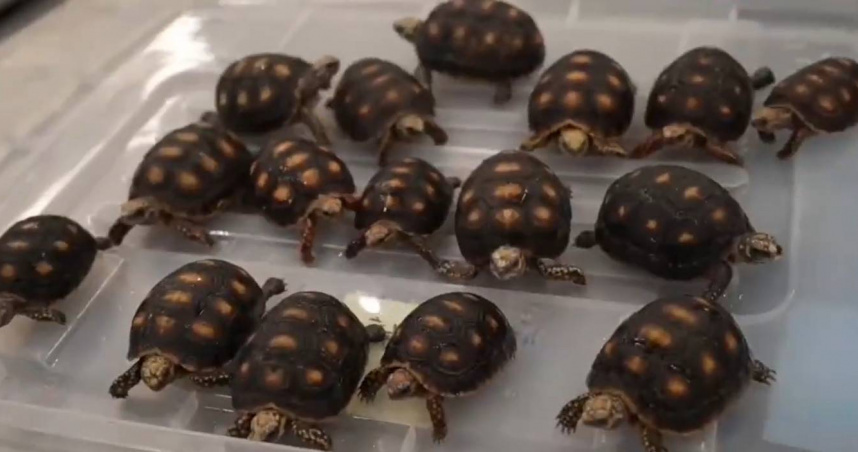 廣東蓮塘海關旅檢進出境大廳，2名旅客被查獲走私28活體龜。（圖／翻攝自微博）