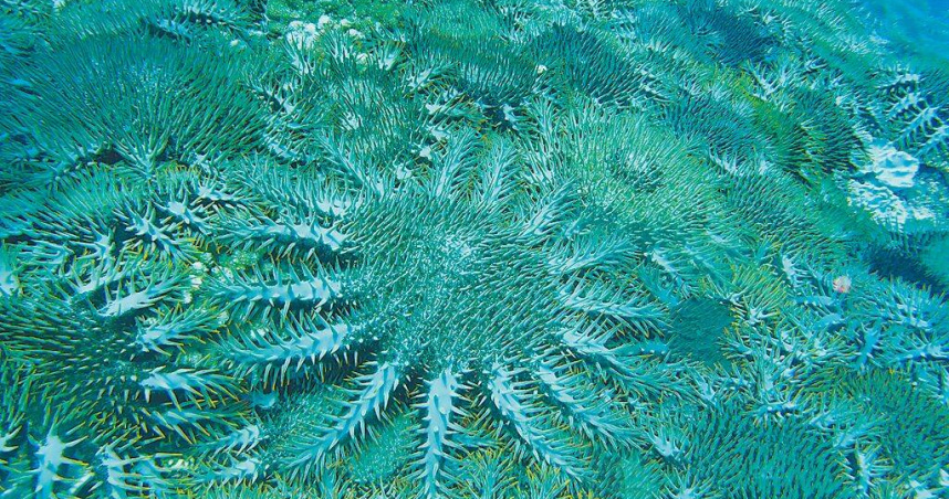 台灣珊瑚礁學會8日指出，東沙環礁正面臨棘冠海星大爆發衝擊，珊瑚有嚴重的白化危機，圖為棘冠海星。（圖／台灣珊瑚礁學會提供）