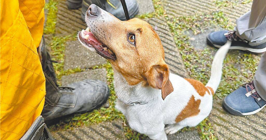 花蓮搜救犬爆遭虐死　消防局怒斥謠言