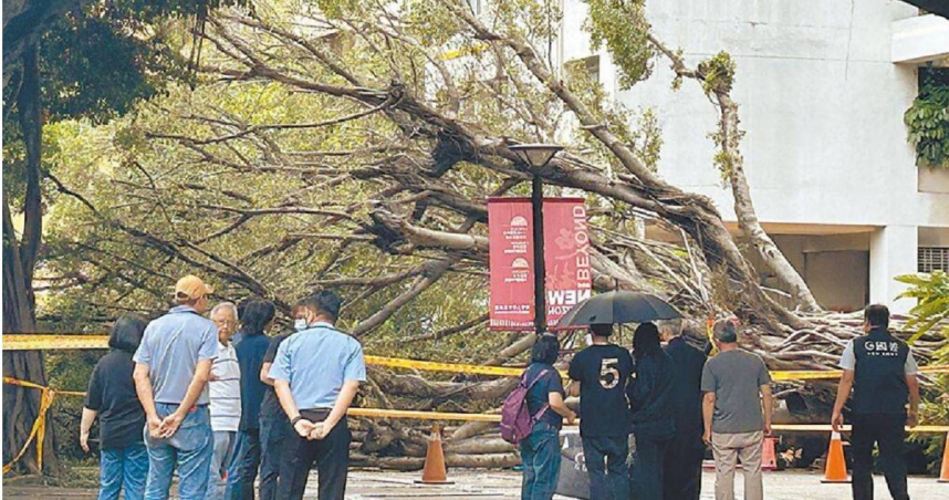 今年6月，台中逢甲大學發生校內榕樹倒塌事件，導致4名學生遭砸傷，其中就讀於材料系碩一的23歲吳姓男學生事後不幸身亡。（圖／報系資料照）