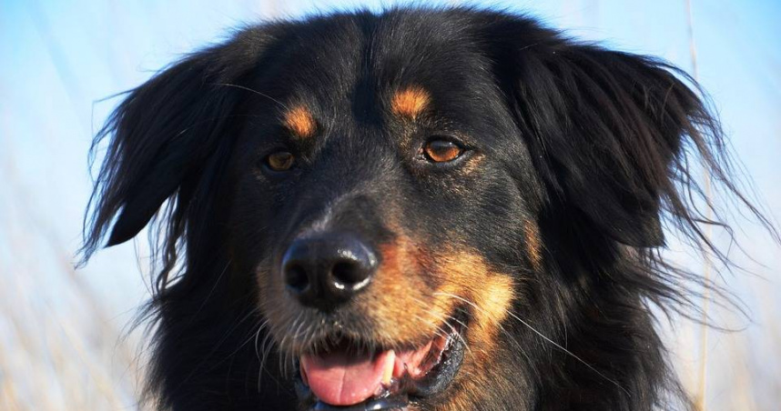 涉案犬隻為體重約130磅（約59公斤）的德國犬與哈士奇混種犬。（示意圖／Pixabay）