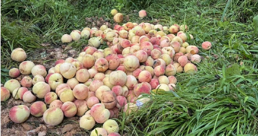 梨山水蜜桃農損嚴重。(圖／翻攝畫面）