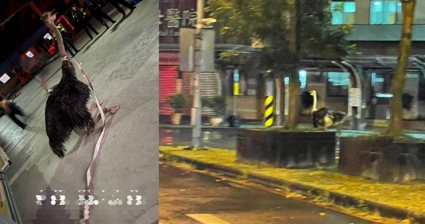 颱風夜期間鴕鳥出現在羅東街頭狂奔，警方派員圍捕。（圖／翻攝「宜蘭知識+」）