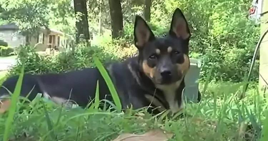 德國牧羊混種犬奇卡林一年四度從林地叼回疑似人骨。（圖／翻攝自WBRC 6 News）