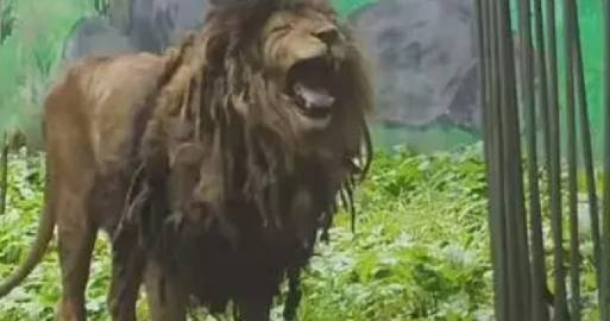 大陸貴州省貴陽市黔靈山動物園的一隻非洲雄獅，近日因外觀「邋遢」爆紅網路。（圖／翻攝自微博）