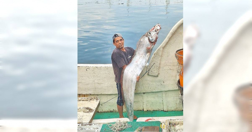 漁民於16日晚間出海捕撈白帶魚時，意外釣獲一尾長超過2公尺的奇特魚類，專家根據照片鑑定後指出，這尾石川氏粗鰭魚，同樣棲息於深海，俗稱「地震魚」，但科學證實與地震並無直接關聯。（圖／讀者提供／中國時報洪靖宜高雄傳真）