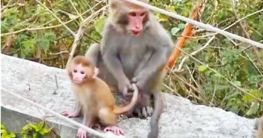 陳駿季提到，台灣獼猴已非保育類動物，因此當其侵害到人類生命財產時，可以進行撲殺動作，但因為猴子與人類相仿，因此實務上許多人其實不願動手，但若再未有積極作為，預估5年內猴群不只在田間，也會出現在市區。（圖／報系資料照片）