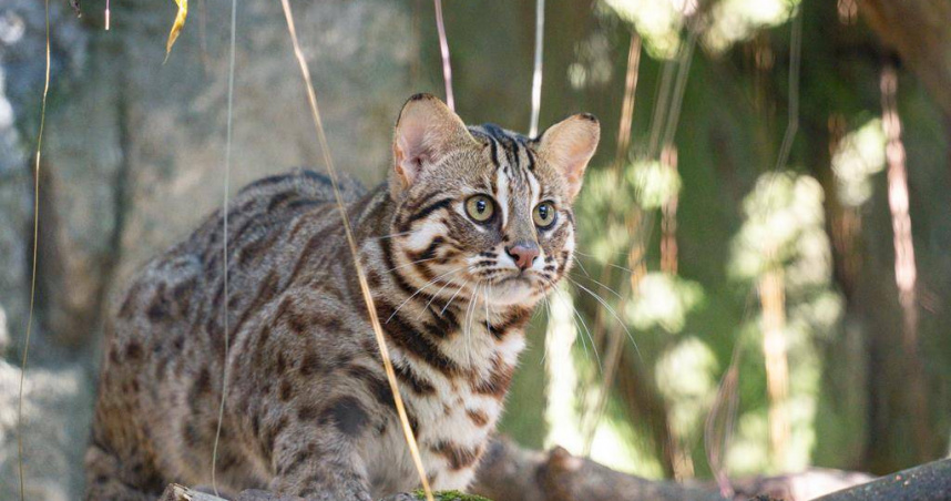 台北市立動物園迎來石虎新居民「捲心餅」、「平平」和「阿給」，圖為「捲心餅」。（圖／台北市立動物園提供）