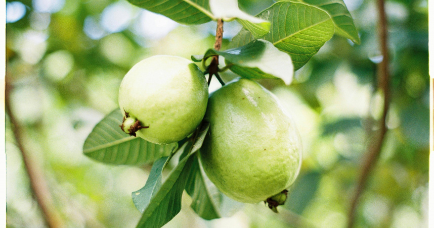 有網友在天母水果店買芭樂3顆600元。（示意圖／Pixabay）