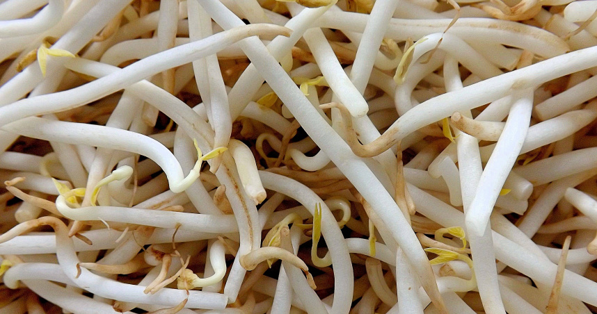 家醫科醫師温梓言指出，豆芽菜含水量高、營養密度低且容易造成「偽飽足感」。（示意圖／翻攝自Pixabay）