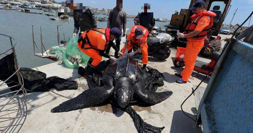 嘉義外海罕見出現1級保育類動物「革龜（Leatherback sea turtle）」。（圖／第四岸巡隊提供）