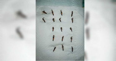 半夜醒來驚見17隻「隱翅蟲屍體」 網傻眼:誅九族了