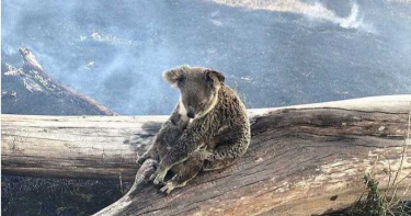 澳洲「黑色夏天」肆虐!逾6萬無尾熊傷亡 30億本土動物受衝擊