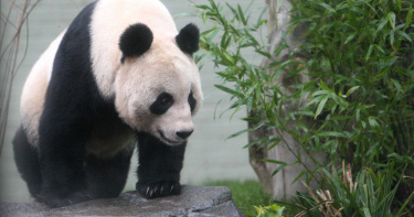 養一對貓熊「一年噴三千萬」 英國動物園凍未條…有意遣返中國